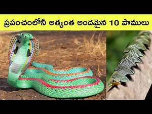 Top 10 most beautiful snakes in the world | snake videos | rarest snakes | biggest snakes | bmc