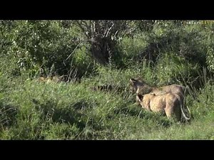 Lion vs Hyena an age old battle between Africa's apex predators!