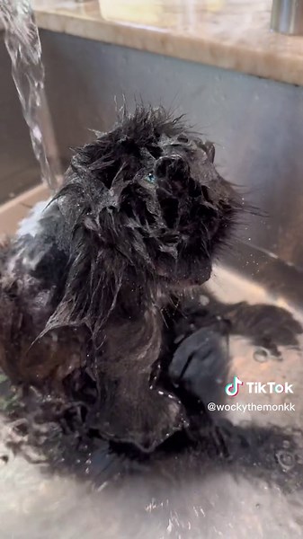 Bath time makes wocky sleepyy🥱💤 #monkeysoftiktok #babymonkey #bathtimeroutine #wockythemonkk