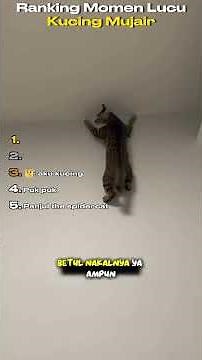 Mujair : ga mau kalah nih sama oyen😼👊