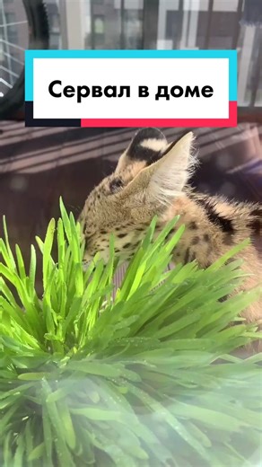 Дикая кошка в доме....😼 #котейки #питомник #саванна #дикаяльвица #люкс #котенокмяукает #спб2021 #сервал #сервалдома #сервалкошка