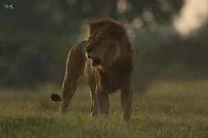 1.6M views · 52K reactions | Big Cats World, Part 1 - हिन्दी डॉक्यूमेंट्री #animals #wildanimals #Jungle #documentary #WildlifeTelecast | Wildlife Telecast | Facebook