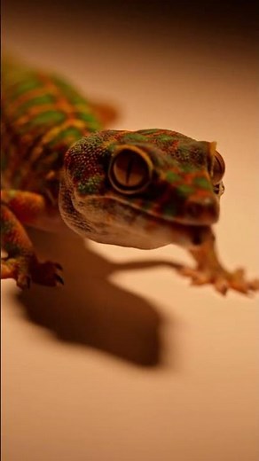 🦎 UNBELIEVABLE Gecko Secrets REVEALED! 🤯 Hidden Beauty of Their World! ✨