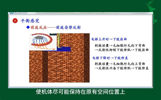 #前庭姿势反射#平衡感觉#人体生理学#医学知识科普#每天学习一点点