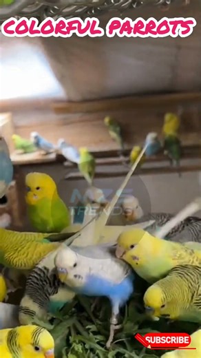 Colorful Parrots #mzstrends #trending #naturephotography #foryou #birds #nature #parrot