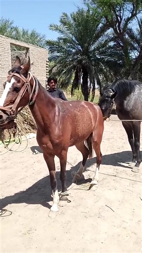 272K views · 1.2K reactions | Horse breeding #animlaslover #breeding #horses #viral #foryou | Chajrah Horse Form | Facebook