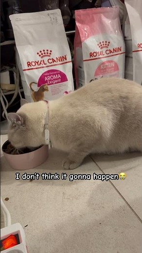 😸😻# Mitu waiting to be noticed by a big youtuber #cat #cute