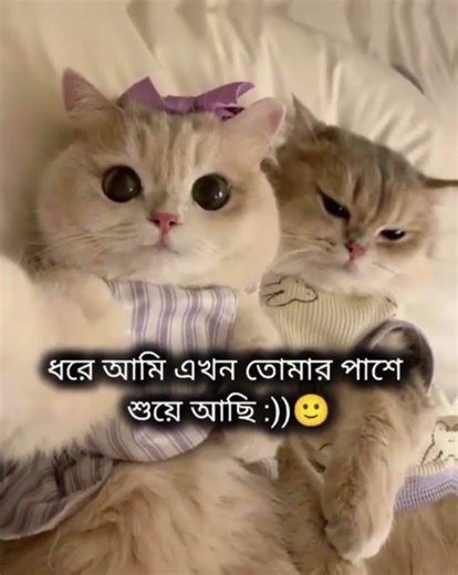 বলো, তখন কি করবা 🙃😌 #unfrezzmyaccount #love