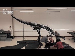 Assembling the most complete Stegosaurus in the world | Natural History Museum