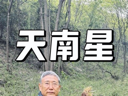 叶子像蛇头却藏致命毒！这味中草药为啥还有人用？你有了解吗？