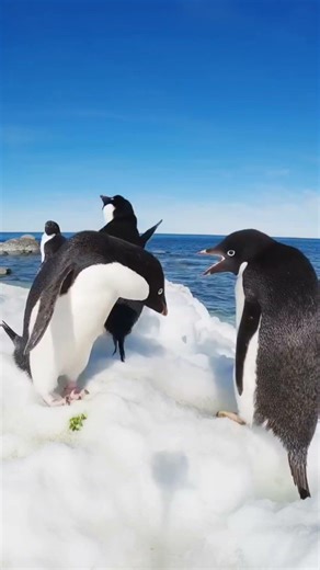 Adélie penguins fooling around #Antarctica #penguin #nature #wildlife
