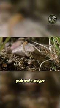 Badge Huntsman Spider vs. Spider-Hunting Scorpion