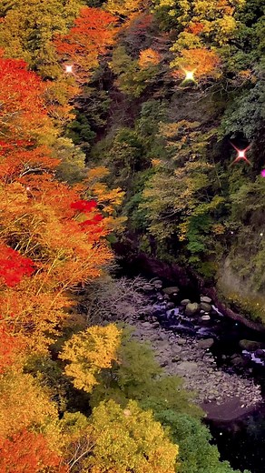 箱根の紅葉🍁 おすすめ観光スポットだよー #紅葉 #秋のおすすめスポット #箱根の紅葉 #箱根紅葉 #そうだ箱根いこう #箱根登山鉄道 #箱根日帰り #箱根日帰り旅行 #箱根散策 #箱根湯本