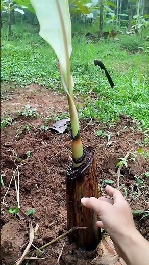 How to Plant Banana Trees Fast and Make Them Grow Healthy #agriculture #farming