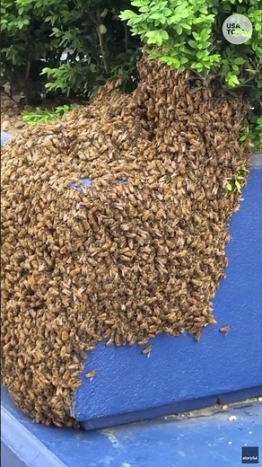 Watch hundreds of bees swarm a planter