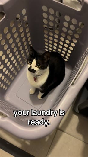 countess goobula 🖤 & bell on Instagram: "goobula laundry…. what she gonna do….. . . . #goob #goobie #meow #meowmeow #funny #funnycat #silly #sillycat #aww #adorable #socute #kitty #cat #catvideo #catvids #meme #catmeme #catmemes #countgoobula #goobula #vamp #vampire #goth #gothic #viral #catsofinstagram #instagramcats #tuxie #tuxedocat #tuxedocatsofinstagram"