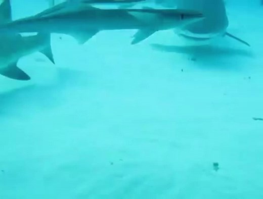 Jealous Lemon Shark Bonding with Diver | Shark Protection Behavior