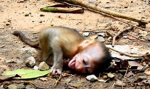 77K views · 441 reactions | Extremely cry breaking heart baby Rainbow cry &cry roll to ground upset mom Libby hate her | Animals JoJo Family | Facebook