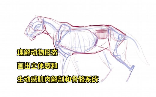 【精译2025】2. 虎骨架和猫构造-动物解剖课-理解动物形态 画出立体感和生动感肌肉解剖和骨骼系统