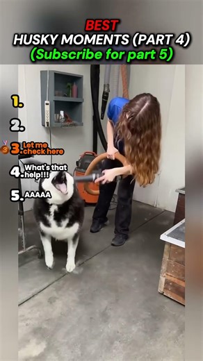 Best Husky Moments (Part 4)