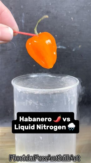 Habanero 🌶️ vs Liquid Nitrogen 🌧️ #Satisfying #Experiment #Science #ASMR #LiquidNitrogen