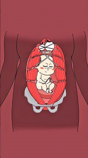 How Mom’s Belly Shape Changes During Pregnancy 🤰✨..!!#health #fypシ #foryou #animation #shorts