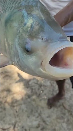 inhalation big katla fish #fishing #villagepond #fish #shorts