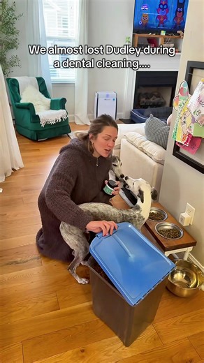 Gentle Dental Care for Senior Dogs: How PetHonesty Helps