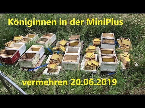 Königinnen in der MiniPlus vermehren, 20.06.2019 *4K*