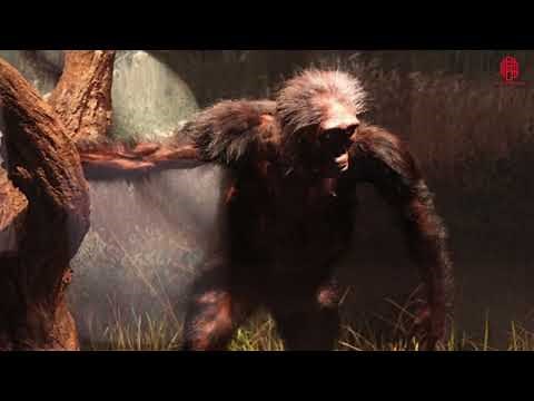 Lucy - the First Human?