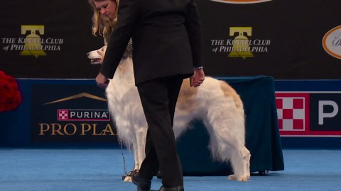 2025 NDS: Borzoi
