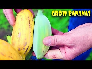 TASTING the BANANA BLUE JAVA BANANA ( ICE CREAM BANANA )