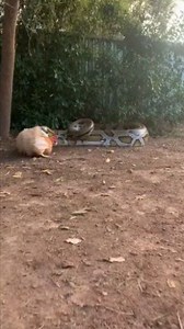 86K views · 780 reactions | A shocking moment as a chicken gets attacked by a massive snake. Nature can be brutal and unpredictable! #SnakeAttack #Python #Chicken #Wildlife #Nature #Predator #Shocking #AnimalAttack #Viral | Bakti Saputra | Facebook