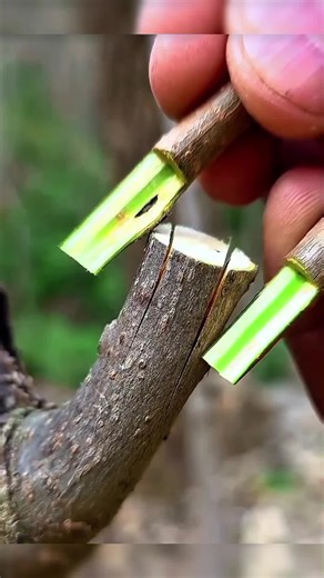 Mastering Fruit Tree Grafting Techniques
