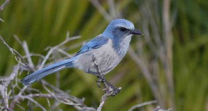 The Best Birds to See in Florida, The Sunshine State