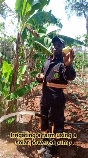 Irrigating a farm using a solar powered pump.#solarenergy #agriculture #solarpower solarpump#food
