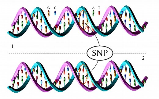 Single Nucleotide Polymorphism(SNP)