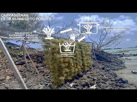 From Seaweeds to Powder: How is Carrageenan made?