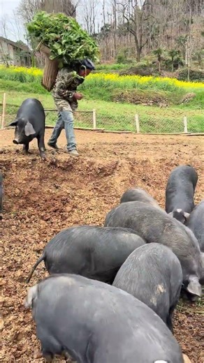 Feeding Pigs with Wild Greens | Farm Life