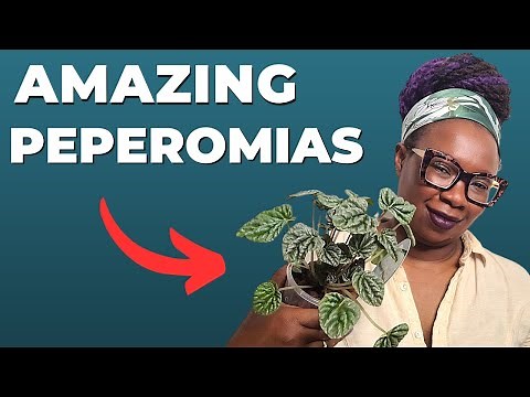 Peperomia Care Tips For Beginners