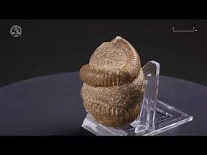 Cephalopod 4 - Ammonoid