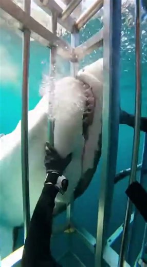 #SharkAttack#SharkAttacks#SeaPredator#OceanPredators#SharkFootage#DeepSea#WildOcean