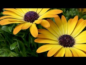 Flower time lapse - Growing African daisy (Osteospermum)
