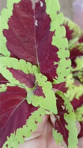 Colio or gypsy propagation by cuttings 🥰😱🪴🌷