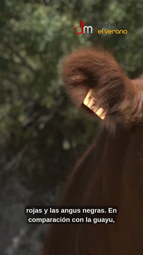 Descubrimos las diferencias que existen entre las vacas wagyū y las angus 🐂 #DisfrutaVeranoTM | Telemadrid