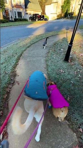 Random Cat Keeps Walking With Woman And Her Dogs | The Dodo