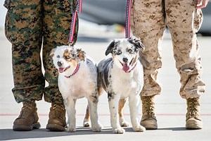 356K views · 678 reactions | Dogs on Deployment takes care of pets...