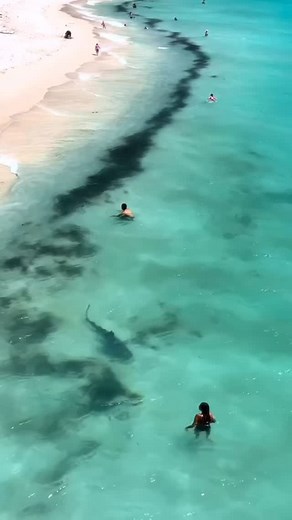 🦈 From curious approaches to heart-pounding close calls, this shark compilation shows just how breathtaking (and unpredictable) these encounters can be. ⚠️ Sharks aren’t mindless killers they’re intelligent, powerful, and play a vital role in keeping our oceans healthy. ✨ This mix of thrilling and awe-inspiring moments is a reminder of why sharks deserve both respect and protection. Featured in this video: 🐅 Tiger Shark 🐅 Tiger Shark 🤍 Great White Shark 🔨 Hammerhead Shark 🐅 Tiger Shark 📲 