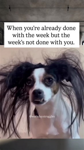 Workday Struggles | Funny Work Memes on Instagram: "That midweek burnout is real. 😩 Follow @workdaystruggles for more relatable and funny work memes. #burnoutculture #humpdayvibes #workmemes #officelife #9to5life #midweekmood #workdaystruggles #relatablework #workweekwoes #corporatehumor #funnydogmemes funny work memes, corporate humor, midweek burnout, relatable office memes, 9 to 5 struggles, workplace humor, dog memes for work, tired employee meme, workday struggles meme, funny work captions