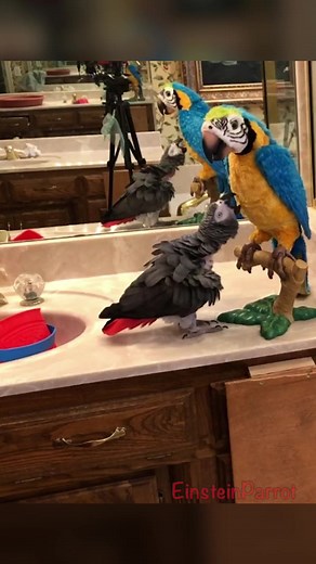 My new dance partner!#squawkers #squawkersmacaw #macaw #toymacaw #parrotdancing #einsteinparrot #pet #parrots #petbirds #africangreyparrots #talkingparrots #talkingbirds #funnyparrots | Einstein the Talking Texan Parrot
